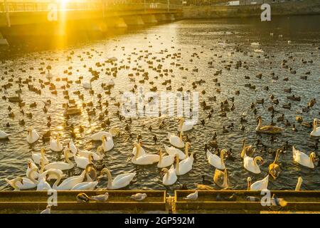 Stockholm Lira See Swan County. Drehort: Schweden, Stockholm Stockfoto