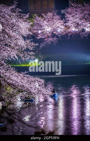 Von Chidorigafuchi gehen, um Kirschblüten in der Nacht zu sehen. Aufnahmeort: Metropolregion Tokio Stockfoto