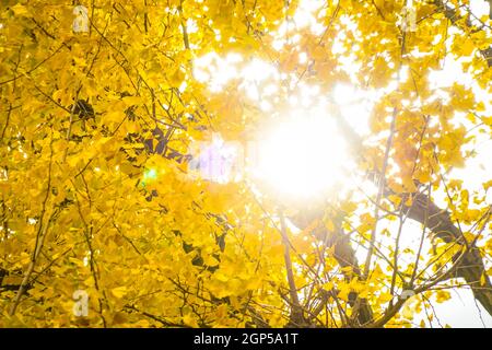 Ginkgo Schrein äußeren Garten Ginkgo Reihe von Bäumen. Aufnahmeort: Metropolregion Tokio Stockfoto