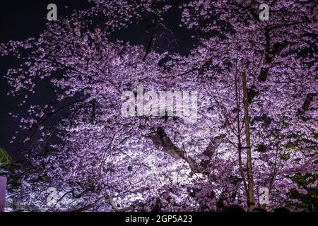 Von Chidorigafuchi gehen, um Kirschblüten in der Nacht zu sehen. Aufnahmeort: Metropolregion Tokio Stockfoto