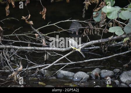 Female Grey Wagtail (Motacilla cinerea) auf einem Zweig über dem Fluss Rhiw in Mid-Wales im September, Großbritannien Stockfoto