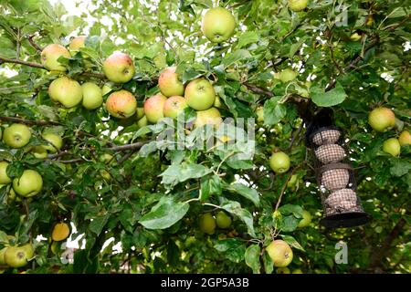 Apfelbaum in Nahaufnahme (Malus domestica) Stockfoto