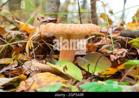 Lactarius torminosus, allgemein bekannt als die wollige Milchkappe oder die bärtige Milchkappe, ist ein großer Basidiomycete-Pilz der Gattung Lactarius. Stockfoto