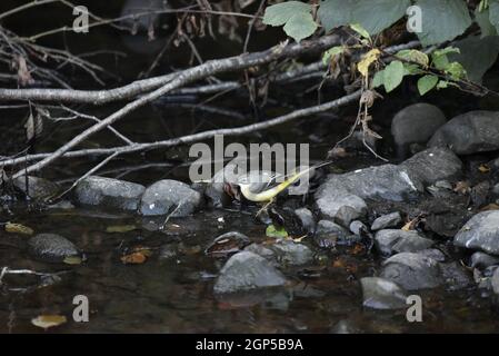 Female Grey Wagtail (Motacilla cinerea) auf einem Felsen mit Blick in das seichte Flusswasser, am späten Nachmittag im Herbst in Wales, Großbritannien Stockfoto