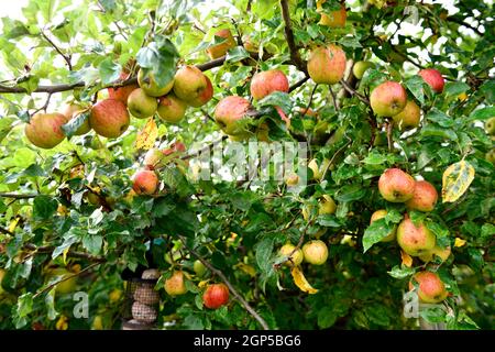 Apfelbaum in Nahaufnahme (Malus domestica) Stockfoto