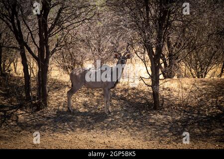 Männlicher Großkudu steht unter schattigen Bäumen Stockfoto