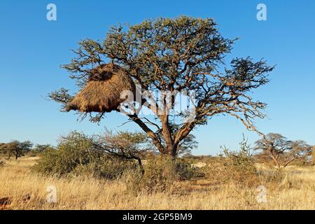 Afrikanischer Dornenbaum mit großem kommunalem Nest von geselligen Weber (Philetairus socius), Südafrika Stockfoto