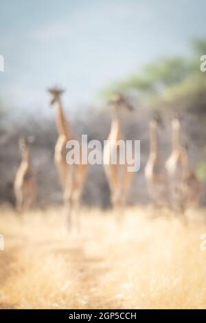 Sechs verschwommene südliche Giraffen, die zur Kamera gehen Stockfoto