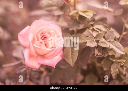 Schließen Sie Pink Roses im Garten. Valentinstag Hintergrund. Vintage-Ton Stockfoto