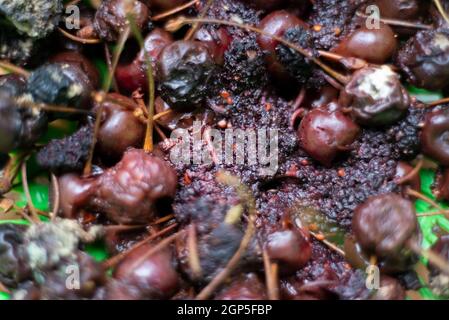 Faule Kirschen Makro-Textur fehlender Kirschen. Stockfoto