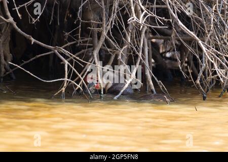 Riesenotter auf Wasser aus Feuchtgebiet Pantanal, Brasilien. Brasilianischen Tierwelt. Pteronura brasiliensis Stockfoto