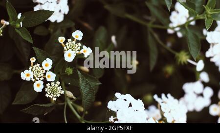 Kleine weiße Blume mit tropischen Blättern, abstrakte grüne Blätter Textur, Natur Hintergrund Stockfoto