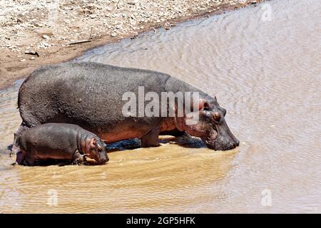 Klasse: Mammalia-Befehl: Artiodactyla-Familie: Gattung Hippopotamidae: Hippopotamus-Arten: Nilpferd. Amphibius Stockfoto