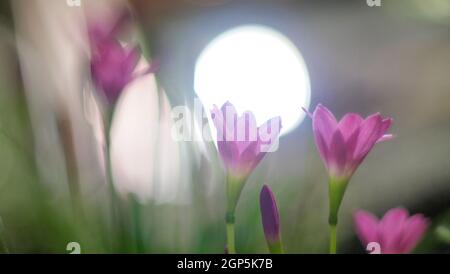 Selektive Fokussierung der rosafarbenen Zephyranthes Lily .pink Regenlilie Frühlingsblumen auf verschwommenem Naturbokeh-Hintergrund. Stockfoto