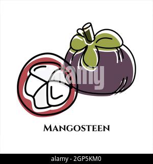 Vektordarstellung eines ganzen Mangostan und Mangostan Cutaway. Doodle-Stil. Stock Vektor