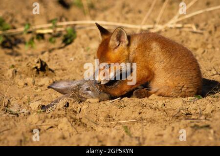 Niedlicher Rotfuchs, Vulpesvulpen, Junge auf dem Boden sitzend und totes Kaninchen schnüffelnd in der Frühlingsnatur. Junge wilde Tiere in der Nähe ihrer Beute liegen auf dem gr Stockfoto