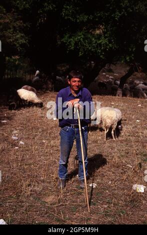 Shepherd mit seinen Schafen Griechenland Stockfoto