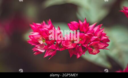 Nahaufnahme schönen Fee verträumt Magic rosa lila Blumen auf verschwommenen Hintergrund dunkel vntag getönte Weiche selektiven Fokus, Garten Wald Idee Dekoration Stockfoto