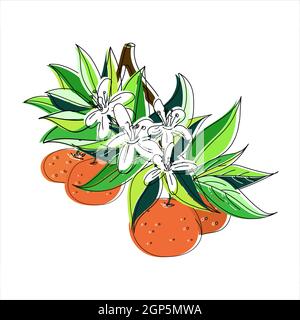 Vektor-Illustration eines blühenden Astes mit Blumen und Mandarine und Orange. Doodle-Stil mit versetzten Konturen. Stock Vektor