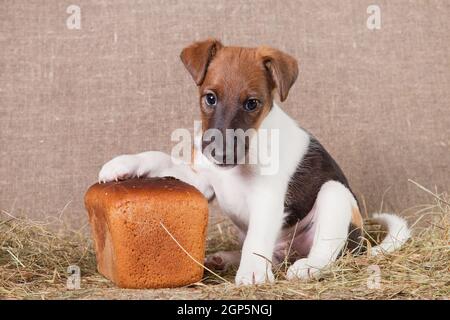 Ein kleiner Welpe der Rasse glatt-haired Fuchs-Terrier eines weißen Farbe mit roten Flecken sitzt und lehnt sich auf einem Laib Von Roggenbrot Stockfoto