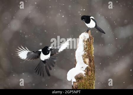 Zwei eurasische Elstern, die während des Schneesturms auf dem Stumpf landen Stockfoto