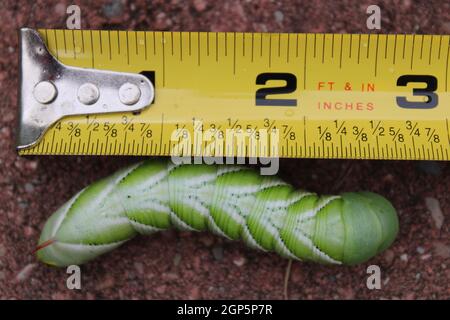 Ein 5 cm langer Goliath Tomato-Hornwurm. Stockfoto