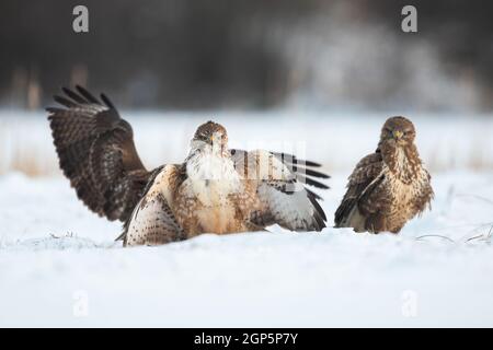 Drei gewöhnliche Bussarde, die in der Winternatur auf Schnee stehen Stockfoto