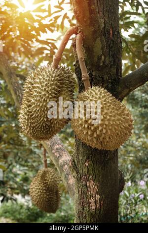 Thai Durian Früchte auf Durian Baum im Obstgarten. Von vielen Menschen in Südostasien als der König der Früchte angesehen. Stockfoto