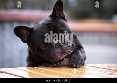 Eine schwarz-weiße französische Bulldogge draußen versucht zu bekommen Ein Stück Käse von einer Bank Stockfoto