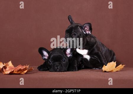Zwei schwarze Welpen von Französisch Bulldogge Rasse auf einem braunen Hintergrund zwischen Herbstblättern, einer ist einschlafen Stockfoto