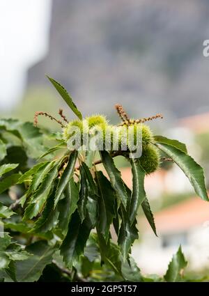 Durian Frucht auf Baum im Garten Stockfoto