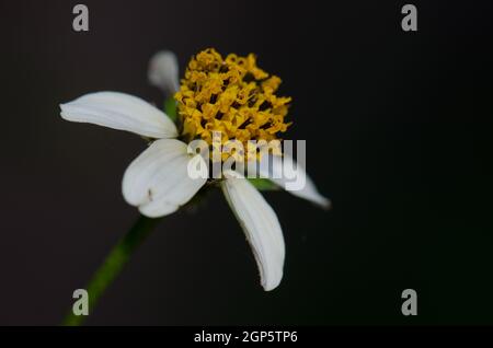 Blume des schwarzen Buben Bidens pilosa. Nördlich von Gran Canaria. Kanarische Inseln. Spanien. Stockfoto