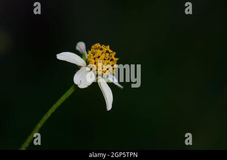 Blume des schwarzen Buben Bidens pilosa. Nördlich von Gran Canaria. Kanarische Inseln. Spanien. Stockfoto