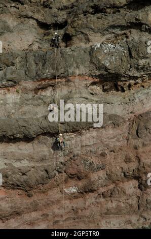 Kletterer, die nach dem Platzieren eines künstlichen Fischadlers Pandion haliaetus Nest abseilen. Besonderes Naturreservat von Guigui. Gran Canaria. Kanarische Inseln. Spanien. Stockfoto