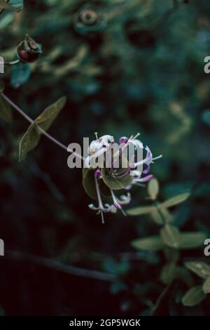 Vertikale Aufnahme von italienischen woodbine-Blumen, die im Frühling in einem Garten blühen Stockfoto