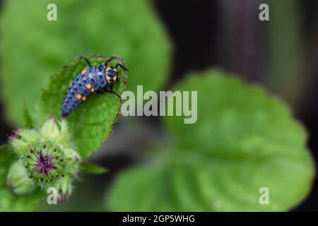 Marienkäfer mit sieben Punkten im Spätstadium (Coccinella septempunctata) Stockfoto