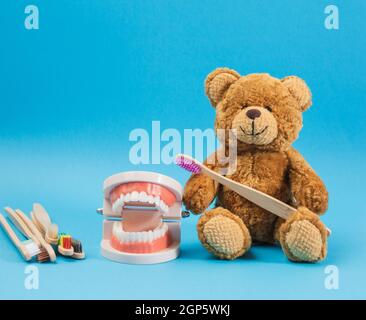 Plastikmodell eines menschlichen Kiefers mit weißen Zähnen und einem braunen Teddybären mit einer hölzernen Zahnbürste auf blauem Hintergrund, Kinderzahnheilkunde und Hygiene Stockfoto