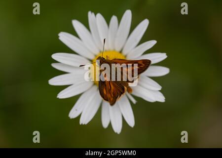 Männlicher großer Skipper (Ochlodes sylvanus) auf Marguerite Stockfoto