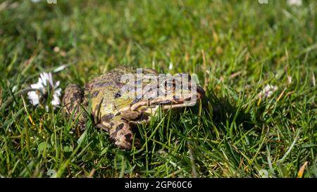 Grüne Kröte auf dem Rasen. Kröte (Sapo Comun). Nahaufnahme. Frosch auf einem Gras. Stockfoto