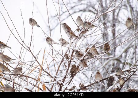 Spatz auf Zweige von Büschen. Winter unter der Woche Spatzen. Gemeinsamen Spatz auf den Zweigen der Johannisbeeren. Stockfoto