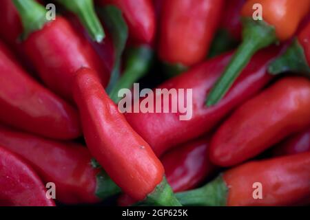 Rote Chilis: Sorten Dämonenrot. Krakatoa und Korb des Feuers Stockfoto