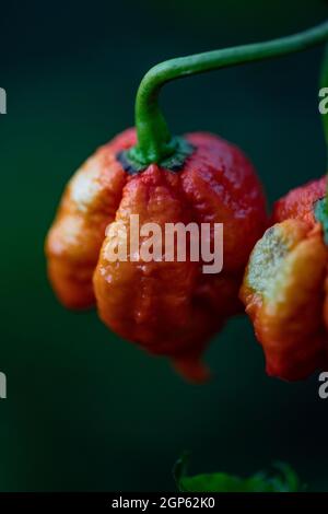 Carolina Reaper Chilischoten Stockfoto