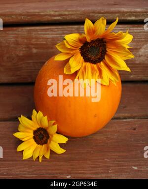 Einzelner Herbstkürbis mit zwei schönen Sonnenblumen. Stockfoto