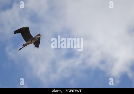 Graureiher Ardea cinerea im Flug. Teich von Maspalomas. San Bartolome de Tirajana. Gran Canaria. Kanarische Inseln. Spanien. Stockfoto