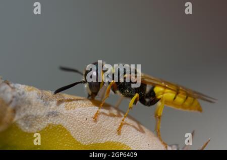 Europäischer Bienenwolf Philanthus triangulum auf einem Kaktus. Schamann. Las Palmas de Gran Canaria. Gran Canaria. Kanarische Inseln. Spanien. Stockfoto