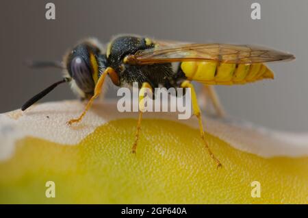 Europäischer Bienenwolf Philanthus triangulum auf einem Kaktus. Schamann. Las Palmas de Gran Canaria. Gran Canaria. Kanarische Inseln. Spanien. Stockfoto