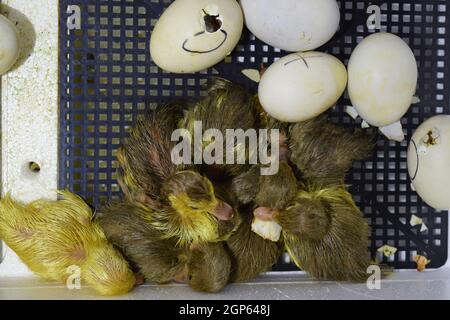 Ausbrüten von Eiern von Entenküken einer Moschus Ente im Inkubator. Anbau von Geflügel. Stockfoto