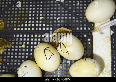 Ausbrüten von Eiern von Entenküken einer Moschus Ente im Inkubator. Anbau von Geflügel. Stockfoto