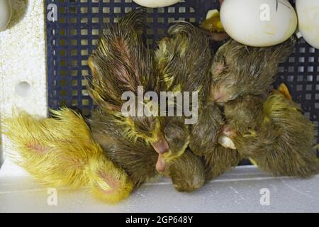 Ausbrüten von Eiern von Entenküken einer Moschus Ente im Inkubator. Anbau von Geflügel. Stockfoto