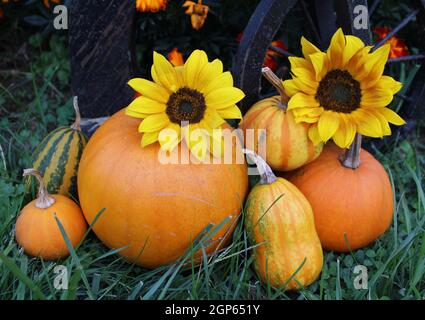 Herbsternte Sonnenblumen, Kürbisse und Kürbisse. Stockfoto